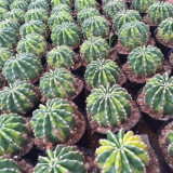 'World Map' Variegated Cactus for Sale - Echinopsis Aureovariegata, Compact Yellow-Green Marbled Succulent Plant