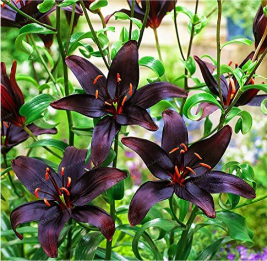 Lily Bulbs Perfume Lily High Germination Lilium (Color: 7)