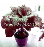 Calathea Seed Foliage Plant Seed Pot Variety (Color: 7)