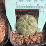 Baseball Plant Succulent | Euphorbia obesa Live Succulent, Low Maintenance Indoor Gardening Plant