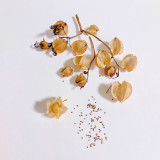 Shoo-Fly Plant Seeds - Fast-Growing Annual with Blue Flowers & Natural Pest Repellent