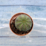 Baseball Plant Succulent | Euphorbia obesa Live Succulent, Low Maintenance Indoor Gardening Plant