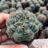 Baldian's Gymnocalycium Cactus | Gymnocalycium baldianum, Low Maintenance Indoor/Outdoor Plant