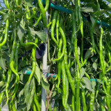 'Spicy Empress No. 1' Chili Pepper Seeds - High Yield, Easy to Grow, Long Harvest Season, Low Maintenance