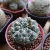 Baldian's Gymnocalycium Cactus | Gymnocalycium baldianum, Low Maintenance Indoor/Outdoor Plant