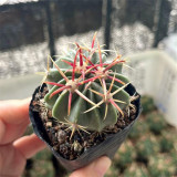Ferocactus Latispinus 'Sunrise' | Compact, Beginner-Friendly Cactus for Small Spaces & Desks