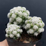 Thimble Cactus Plant for Sale | Mammillaria Gracilis Fragilis, Easy-Care Clumping Succulent with Frosty White Spines