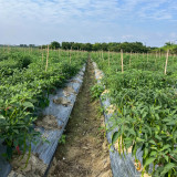 'Spicy Empress No. 1' Chili Pepper Seeds - High Yield, Easy to Grow, Long Harvest Season, Low Maintenance