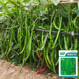 'Spicy Empress No. 1' Chili Pepper Seeds - High Yield, Easy to Grow, Long Harvest Season, Low Maintenance