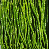 'Spicy Empress No. 1' Chili Pepper Seeds - High Yield, Easy to Grow, Long Harvest Season, Low Maintenance
