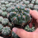 Baldian's Gymnocalycium Cactus | Gymnocalycium baldianum, Low Maintenance Indoor/Outdoor Plant