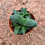 Gasteria minima for Sale | Miniature Speckled Succulent, Beginner-Friendly Desk Decor Plant