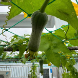 Chunyi Luffa Seeds - Premium Variety with High Yield and Easy Cultivation, Ideal for Home Gardens & Commercial Farming