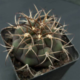 Gymnocalycium pflanzii var. albipulpa | Rare Purple-Green Cactus for Collectors, Compact & Low-Maintenance Succulent