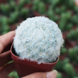 Feather Cactus (Mammillaria Plumosa) for Sale - Fluffy Soft Cactus, Low Maintenance Indoor Succulent
