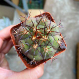 Gymnocalycium pflanzii var. albipulpa | Rare Purple-Green Cactus for Collectors, Compact & Low-Maintenance Succulent