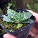 Gasteria minima for Sale | Miniature Speckled Succulent, Beginner-Friendly Desk Decor Plant