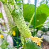 Chinese Large Thorn Fruit Cucumber Seeds - Early-maturing, easy to grow, sweet and crisp fruits, ideal for fresh eating