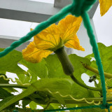 Chunyi Luffa Seeds - Premium Variety with High Yield and Easy Cultivation, Ideal for Home Gardens & Commercial Farming