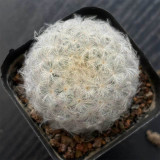 Feather Cactus (Mammillaria Plumosa) for Sale - Fluffy Soft Cactus, Low Maintenance Indoor Succulent