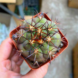 Gymnocalycium pflanzii var. albipulpa | Rare Purple-Green Cactus for Collectors, Compact & Low-Maintenance Succulent