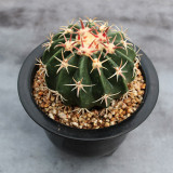 Echinocactus texensis for Sale | Horse-crippler, Texas Barrel Cactus, Slow-Growing Succulent Plant