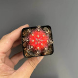 Gymnocalycium mihanovichii 'Red Variegata' | Rare Dwarf Variegated Cactus, Low Maintenance Succulent