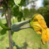 Chunxiang Luffa Seeds - High-Yield Organic Variety, Early Maturing, Suitable for Home and Farm Cultivation