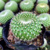 Parodia haselbergii subsp. graessneri 'Green' – Fluffy Green Globe with White Spines, Compact Succulent for Desktop