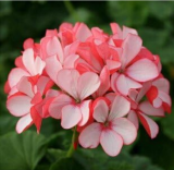 Garden Geranium, Pelargonium Geranium Seeds
