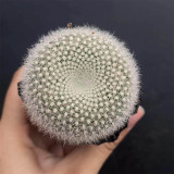 Parodia haselbergii Snowball Cactus for Sale – Puffy White Compact Cactus, Low-Maintenance Indoor Plant