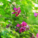 Bush Clover Seeds - Drought-Tolerant, Easy-to-Grow, Fast-Growing Landscape Shrub with Purple-Red Flowers