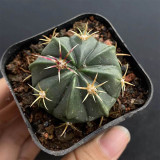 Ferocactus Macrodiscus Cactus for Sale | Rare Cactus, Compact Barrel Succulent, Low-Water Indoor & Outdoor Plant