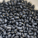 Black Cowpea Seeds - Nutrient-Rich, Easy-to-Grow Heirloom Variety for Sustainable Gardening