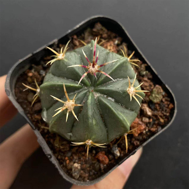 Ferocactus Macrodiscus Cactus for Sale | Rare Cactus, Compact Barrel Succulent, Low-Water Indoor & Outdoor Plant
