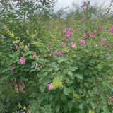 Bush Clover Seeds - Drought-Tolerant, Easy-to-Grow, Fast-Growing Landscape Shrub with Purple-Red Flowers