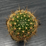 Lobivia Cactus for Sale | Golden Spine Globe Cactus, Easy-Care Flowering Succulent