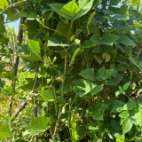 Winged Bean Seeds - Easy to Grow, High Yield, Highly Adaptable, Perfect for All Gardeners