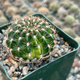 Lobivia Cactus for Sale | Golden Spine Globe Cactus, Easy-Care Flowering Succulent