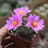 Cochemiea schumannii - Schumann's Cactus | Compact Globe Cactus, Beginner-Friendly & Low Water