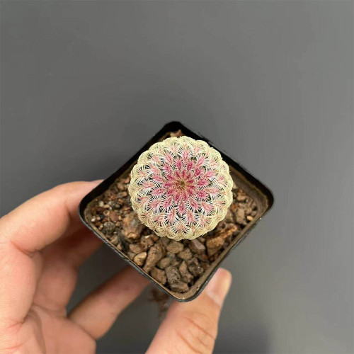 Echinocereus rigidissimus subsp. rubispinus | Rainbow Hedgehog Cactus - Beginner-Friendly Indoor Succulent Plant