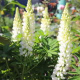 White Lupin Seeds - Easy-to-Grow Annual with Long Blooming Period for Landscaping and Containers