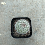Buy Mammillaria albicans | Compact Cactus, Rare, Small, Low-Maintenance Cactus for Indoor Spaces