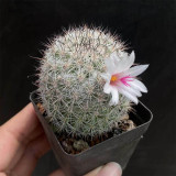 Buy Mammillaria albicans | Compact Cactus, Rare, Small, Low-Maintenance Cactus for Indoor Spaces
