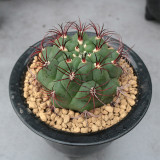 Gymnocalycium saglionis - Curved Spines, Summer Flowers & Beginner-Friendly Succulent