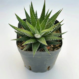 Haworthiopsis fasciata for Sale | Zebra Haworthia, Low-Maintenance Succulent with Striking White-Striped Leaves