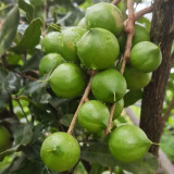 Macadamia Nut Seeds - Premium High-Yield Variety, Sustainable Cultivation, Rich Aroma, Versatile Uses