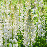 White Lupin Seeds - Easy-to-Grow Annual with Long Blooming Period for Landscaping and Containers