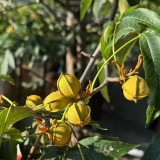 Mountain Walnut Seeds - Easy to Cultivate Ornamental Nut Tree with Medicinal and Craft Value