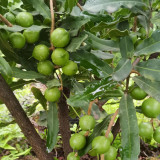 Macadamia Nut Seeds - Premium High-Yield Variety, Sustainable Cultivation, Rich Aroma, Versatile Uses
